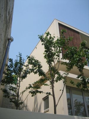 Paju2.jpg